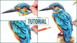 How to Draw a Realistic Bird using Coloured Pencils  Step by Step Drawing Tutorial [upl. by Oruntha164]