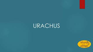 Urachus Meaning [upl. by Ley386]