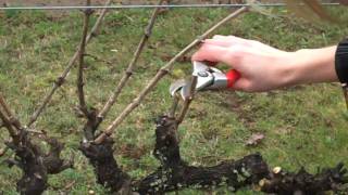 Spur Pruning Grapevinesmp4 [upl. by Siuqcram]