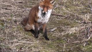 A Jack Russell Terrier meets a Fox [upl. by Hoes]