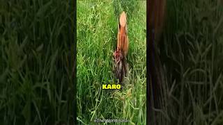 INSANE Caracal High Jump Attack 😱 Wildlife s Most EPIC Leap Caught on Camera shorts [upl. by Wincer]