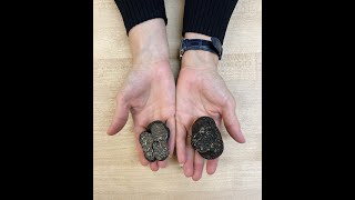 Tuber Melanosporum VS Tuber Brumale  Gourmet Attitude Truffles [upl. by Zampardi]