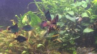 black ruby barbs eating fun tips [upl. by Angelina198]