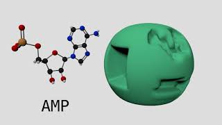 Allosteric Regulation of Phosphofructokinase I [upl. by Aicetel136]