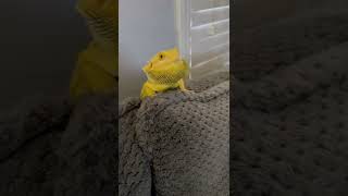 BEARDED DRAGON HEAD BOBBING [upl. by Judd991]