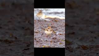 Semipalmated Plover foraging nature animals cute amazing shorts [upl. by Darcey]