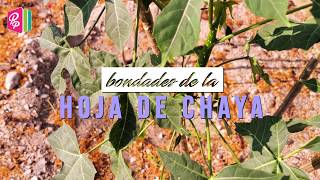 La Chaya  Conoce sus bondades 🍃 [upl. by Collar]