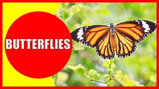 BUTTERFLIES FOR KIDS – Butterfly Facts for Children Kindergarten and Preschoolers  Kiddopedia [upl. by Roseanne]