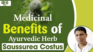 Medicinal Benefits of Ayurvedic Herb कूठ Saussurea Costus  Acharya Balkrishna [upl. by Ettennal27]