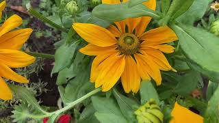 Rudbeckia Hirta Prairie Sun [upl. by Huberto]