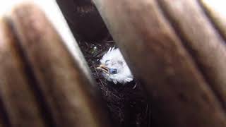 Bali Myna Leucopsar rothschildi Feeding babies [upl. by Yeroc]