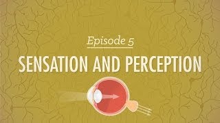 Sensation and Perception Crash Course Psychology 5 [upl. by Nerraf]