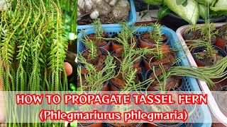 How to Propagate Tassel Fern Phlegmariurus phlegmaria [upl. by Joacima]