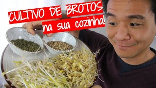 Aprenda a cultivar brotos moyashi dentro de casa 🌱 [upl. by Imalda]