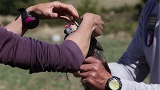 Capture de perdrix bartavelles pour les équiper d’émetteurs de suivi radio [upl. by Ayimat]