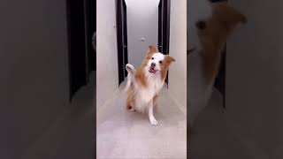 Dog records himself doing Micheal Jackson “thriller”dance [upl. by Violetta316]