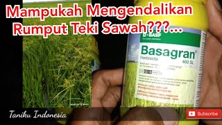 REVIEW HERBISIDA SELEKTIF BASAGRAN UNTUK TANAMAN PADI [upl. by Eemaj]