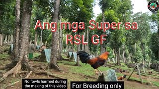 EP554 Ang mga super sa RSL GF for big events [upl. by Seyer333]