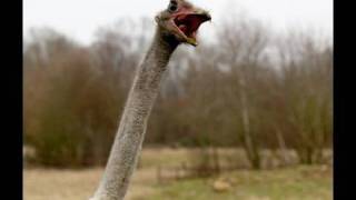 Kevin the sexualityconfused ostrich [upl. by Moishe]