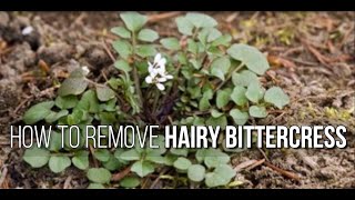 How to weed out Hairy Bittercress [upl. by Horton]