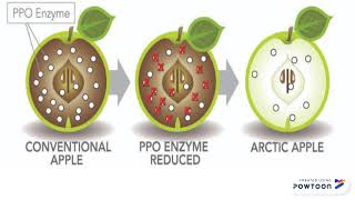 Examples of Transgenic Plants [upl. by Molohs]