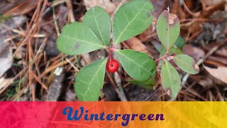 Wintergreen Gaultheria procumbens Basic Identification and Edible Parts [upl. by Harold279]