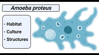 Amoeba proteus Habitat Culture and Structures [upl. by Araes]