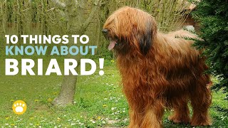 10 Things You Should Know About Briard Dogs [upl. by Notfilc]