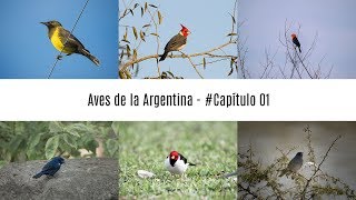 Aves de la Argentina  Cap 01  Esteros del Iberá [upl. by Aikan495]