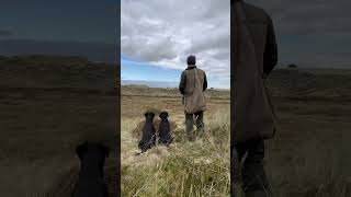 Gundog Training Labrador Retriever with a tennis ball launcher gundogtraining dogtraining dog [upl. by Hanley]