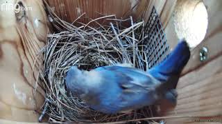 Amazing to see what the Bluebird did to the Cowbird egg [upl. by Onirotciv]