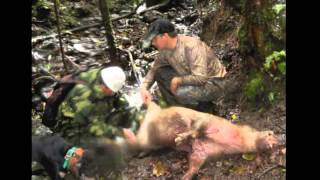 Wild Boar Hunting on Oahu by Dog and Knife [upl. by Aniar]