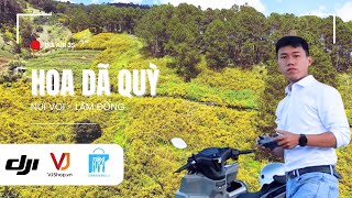 Hoa Dã Quỳ ngập tràn trên Núi Voi Đà Lạt Lâm Đồng cực đẹp được quay từ Flycam DJI AIR 3S [upl. by Nas902]