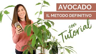 Come crescere una pianta di avocado  Dubbi e Tutorial [upl. by Latsyc]