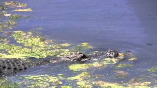 Oyster Bay Golf Links  Alligator Walking 2 [upl. by Ellertnom]