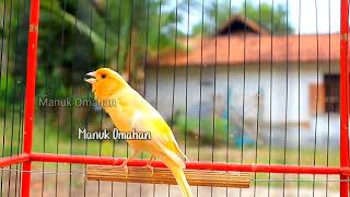 Canary song for mating training of beautiful Belgian canaries 126 [upl. by Airbmat]