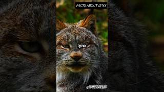 Amazing Facts About Lynx You Didnt Know😱🤯like facts subscribe support shorts [upl. by Ecidnac374]