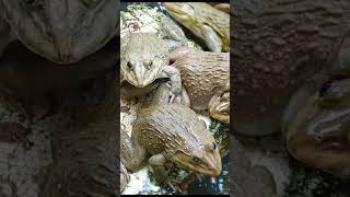 5 Deadly Frog Care Errors Youre Making Right Now 8 [upl. by Alimac]