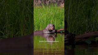 Toda hora é hora  wildlife pantanal wildlife animals nature patrial ariranha giantotter [upl. by Rodriguez177]