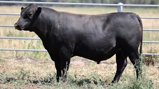 Lot 52 EVK22T67 Fernhill Angus 2024 [upl. by Novahc236]