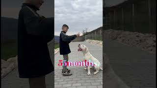 1 to 6 months Dogo Argentino puppy evolution dogo dogoargentino dogoftheday [upl. by Matthias]