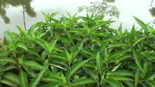 Justicia adhatoda  herb to treat cold asthma cough [upl. by Vasti966]