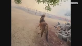 Good Samaritans rescue 30 horses from nearby grass fire [upl. by Eissel894]