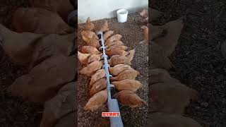 Start Small Poultry Farming Business in Ghana  2024 [upl. by Sidoney48]