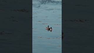 Lovely Blacknecked Grebe couple naturelovers birdwatching nature birding [upl. by Anaira]