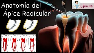 ENDODONCIA  Anatomía del Ápice Radicular [upl. by Eilac298]