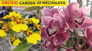 Orchid Garden Of Meghalaya  Orchid Nursury Of Shillong  Orchidarium [upl. by Corbin]