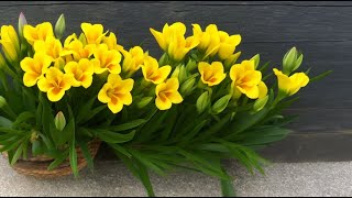 Beautiful Winter Flowering Plant from Bulb Freesia  How to Grow and Care Freesia  Fun Gardening [upl. by Onstad534]