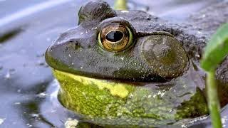 Gigantic bullfrog bellows out a loud croak in the lillypads [upl. by Lledniw629]