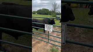 Can you beat Danny across the field brangus bull cattle ranch animals cow funny fast [upl. by Yraeg]